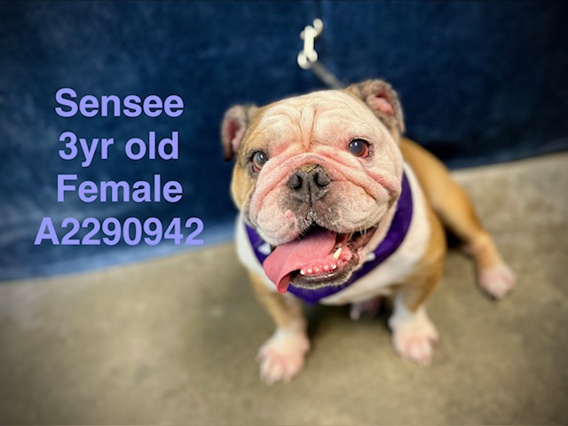 Shelter Stray Female Dog last seen , West Valley Animal Shelter, 20655 Plummer St, Chatsworth, CA 91311, USA