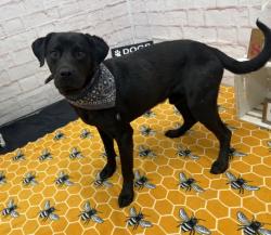 Shelter Stray Male Dog last seen Near BLOCK WOODWARD AVE, DETROIT MI 48203, 7401 Chrysler Dr, Detroit, MI 48211, USA