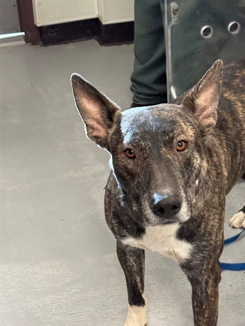Shelter Stray Male Dog last seen MT VERNON AVE, BAKERSFIELD CA, 201 S Mt Vernon Ave, Bakersfield, CA 93307, USA