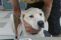 Shelter Stray Male Dog last seen KILPATRICK TURNPIKE/HWY 66, 2811 SE 29th St, Oklahoma City, OK 73129, USA