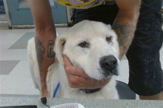Shelter Stray Male Dog last seen KILPATRICK TURNPIKE/HWY 66, 2811 SE 29th St, Oklahoma City, OK 73129, USA