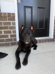Found/Stray Male Dog last seen Marks rd, Harnett County, NC 28326