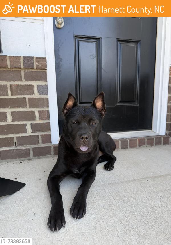 Found/Stray Male Dog last seen Marks rd, Harnett County, NC 28326
