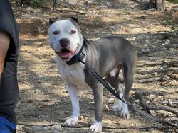 Reunited Male Dog last seen Killian dr west tawakoni, West Tawakoni, TX 75474