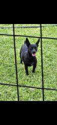 Lost Male Dog last seen Freeport st, Houston, TX 77015
