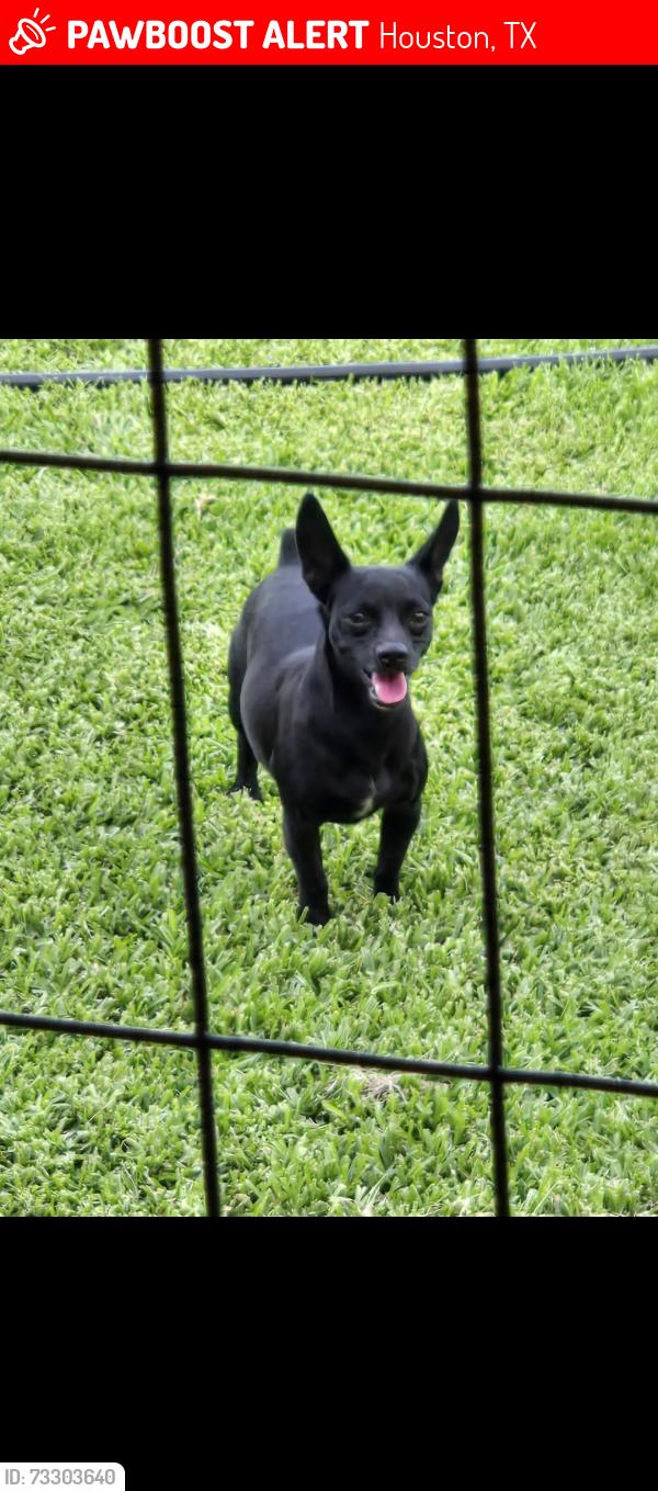 Lost Male Dog last seen Freeport st, Houston, TX 77015
