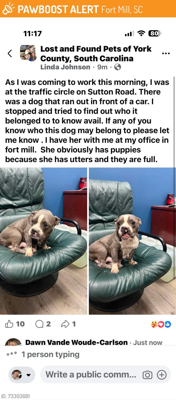 Found/Stray Female Dog last seen Sutton road, Fort Mill, SC 29708