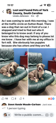 Found/Stray Female Dog last seen Sutton road, Fort Mill, SC 29708