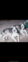 Reunited Male Dog last seen La Prada / Coronado Dr, Garland, TX 75043