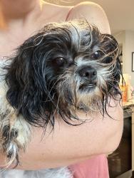Found/Stray Female Dog last seen Catalpa Dr and Ellwood Ave. Near Greenfield Rd and 12 Mile, Berkley, MI 48072
