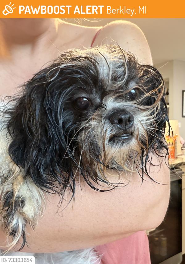 Found/Stray Female Dog last seen Catalpa Dr and Ellwood Ave. Near Greenfield Rd and 12 Mile, Berkley, MI 48072