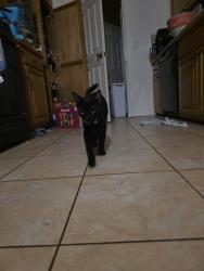 Reunited Male Cat last seen Orange and Wlaker, Cypress, CA 90630