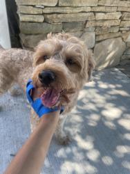 Reunited Male Dog last seen roosevelt and e penn st, Long Beach, NY 11561