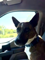 Reunited Male Dog last seen Holly Grove Rd, Rutherford County, TN 37085