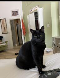 Lost Female Cat last seen Timbercreek Circle Boca Rato, Boca Raton, FL 33431
