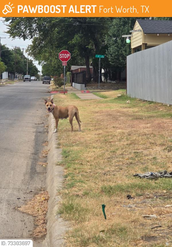 Found/Stray Female Dog last seen Ayers and avenue i, Fort Worth, TX 76105