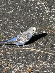 Found/Stray Unknown Bird last seen Hessian Blvd, Reading, PA 19607
