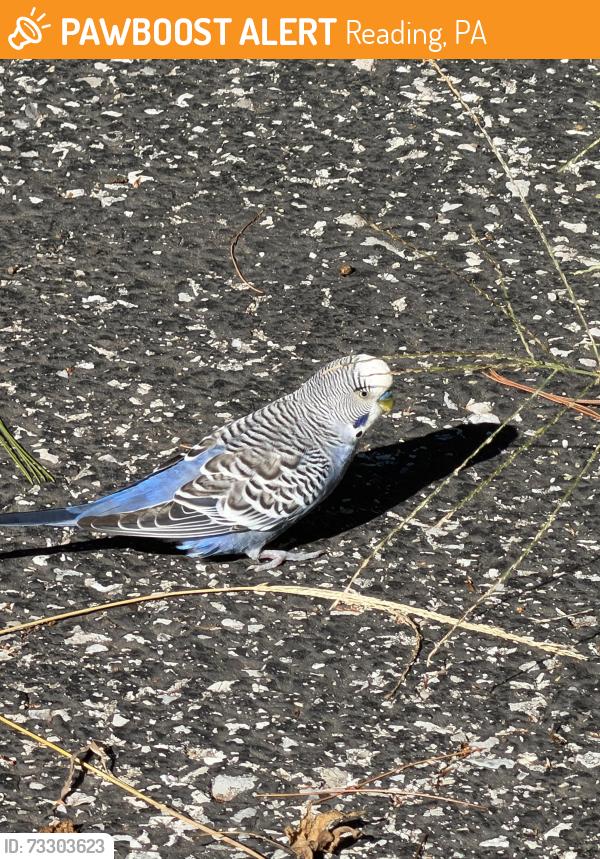 Found/Stray Unknown Bird last seen Hessian Blvd, Reading, PA 19607