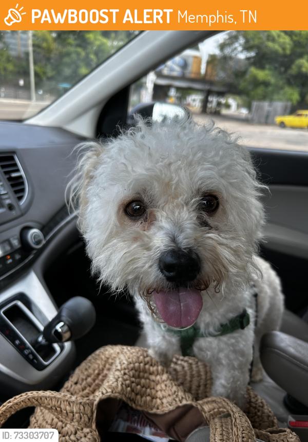 Found/Stray Male Dog last seen Central Ave between Barksdale and Rembert, Memphis, TN 38104