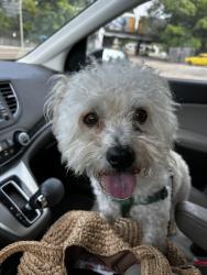 Found/Stray Male Dog last seen Central Ave between Barksdale and Rembert, Memphis, TN 38104