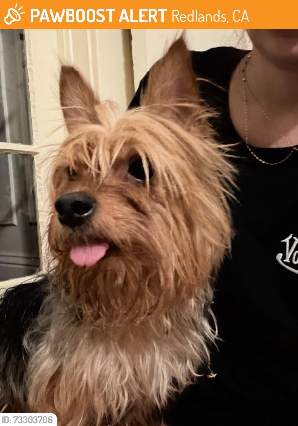 Found/Stray Male Dog last seen Orange & Delaware, Redlands, CA 92374
