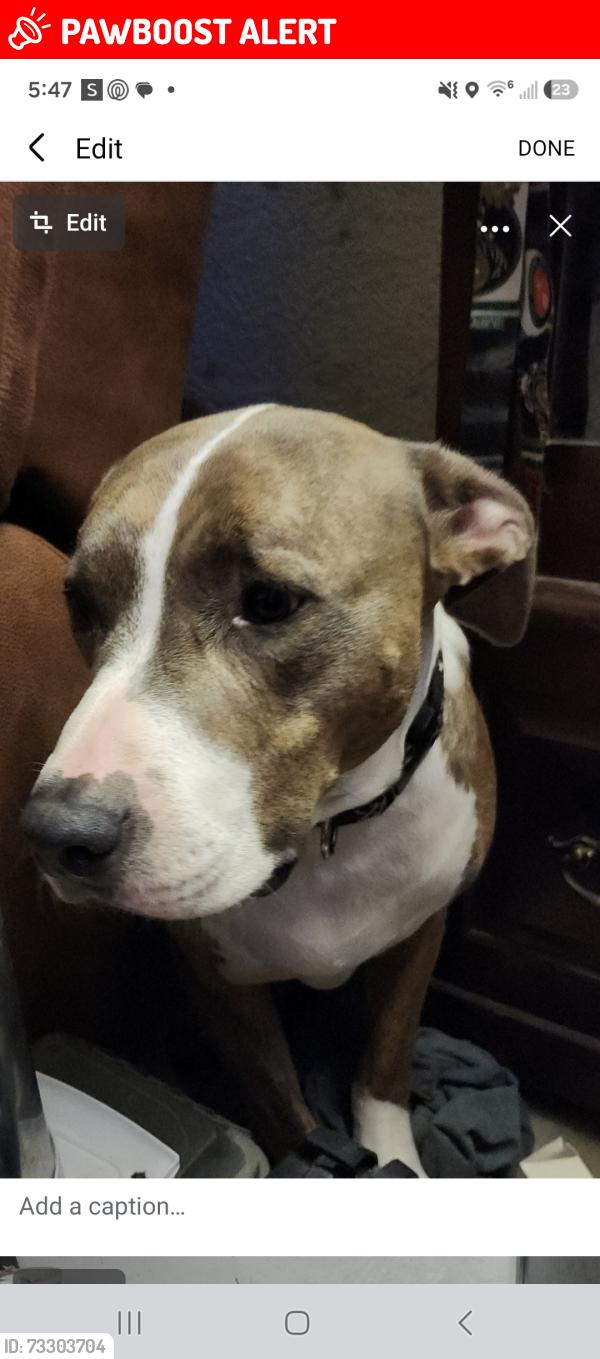Lost Male Dog last seen Scott Lake, Arlington Township, MI 49013