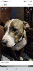 Lost Male Dog last seen Scott Lake, Arlington Township, MI 49013