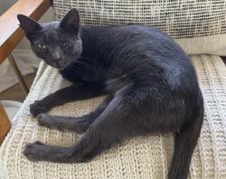Reunited Female Cat last seen Near Cannery St., Los Angeles, CA 90731