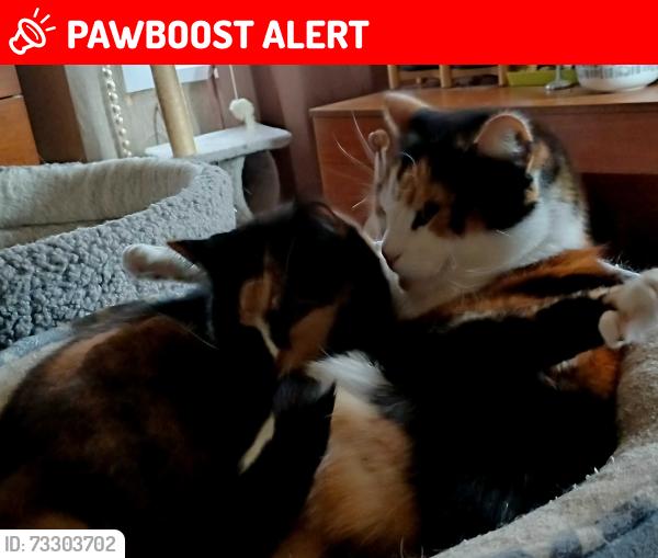 Lost Female Cat last seen By Great Stone Road, West Midlands, England B31 2LL