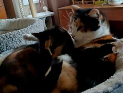 Lost Female Cat last seen By Great Stone Road, West Midlands, England B31 2LL