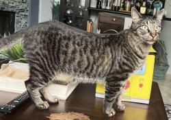 Lost Male Cat last seen Rhodes Road and FM2920, Rhodes Landing, TX 77388