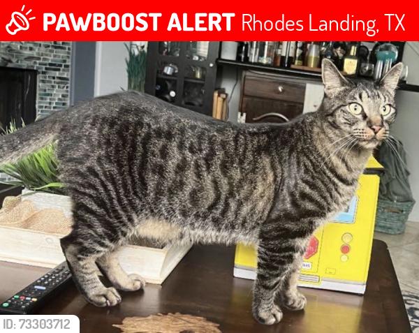Lost Male Cat last seen Rhodes Road and FM2920, Rhodes Landing, TX 77388