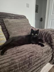 Reunited Female Cat last seen Clos Castan, Neath Port Talbot, Wales SA11 2FB