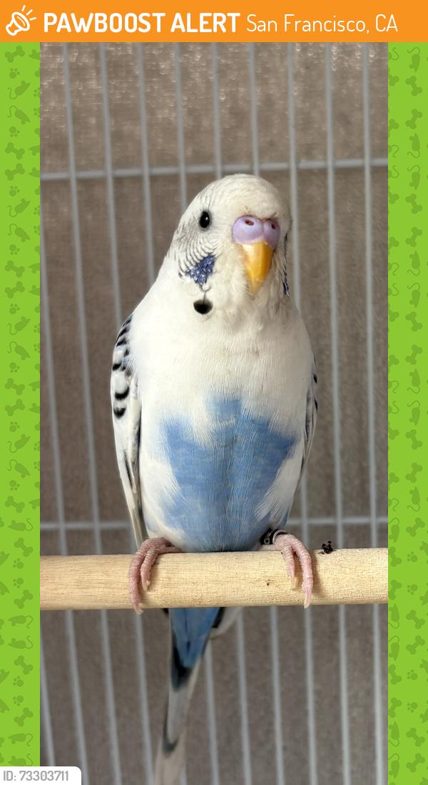 Found/Stray Male Bird last seen Bryant & Division, San Francisco, CA 94103