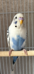 Found/Stray Male Bird last seen Bryant & Division, San Francisco, CA 94103
