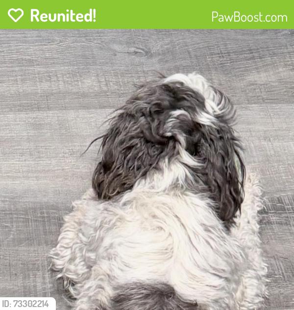 Reunited Female Dog last seen Balm Boyette road, Riverview, FL 33579