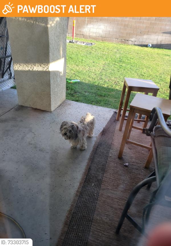 Found/Stray Female Dog last seen Ava ct, Desert Hot Springs, CA 92240