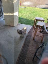 Found/Stray Female Dog last seen Ava ct, Desert Hot Springs, CA 92240