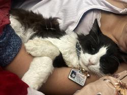 Reunited Male Cat last seen Near San Marcos St, San Gabriel, CA 91776, USA, San Gabriel, CA 91776