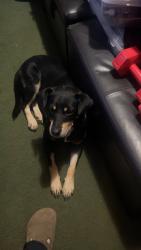 Reunited Male Dog last seen In the corn field beside the train tracks across the road from the lazy 5 ranch Vet, Salisbury, NC 28147