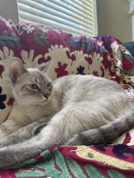 Lost Male Cat last seen Falcon Point, Katy, TX 77494