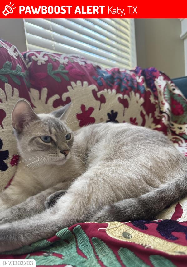Lost Male Cat last seen Falcon Point, Katy, TX 77494