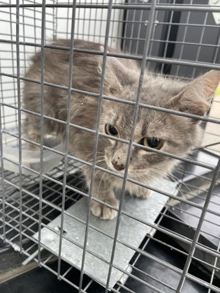 Shelter Stray Unknown Cat last seen 200-blk. W. Fain St., Duncanville, TX, 1150 E Pleasant Run Rd, Cedar Hill, TX 75104, USA
