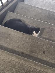 Found/Stray Unknown Cat last seen Near caboose ln, Odessa, FL 33556