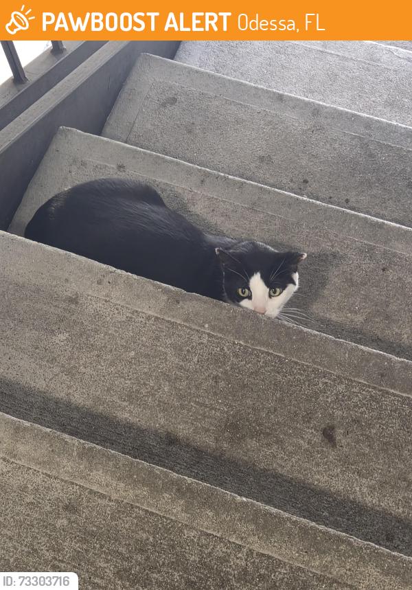 Found/Stray Unknown Cat last seen Near caboose ln, Odessa, FL 33556