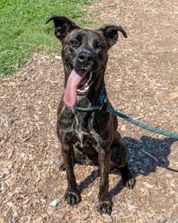 Shelter Stray Female Dog last seen Near Rainbow Forest Circle, 30034, GA, 3280 Chamblee Dunwoody Rd, Chamblee, GA 30341, USA