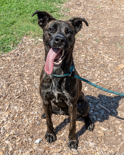 Shelter Stray Female Dog last seen Near Rainbow Forest Circle, 30034, GA, 3280 Chamblee Dunwoody Rd, Chamblee, GA 30341, USA