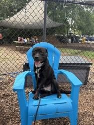 Shelter Stray Male Dog last seen Near Hilltop Dr Atlanta, GA 30341, 30341, GA, 3280 Chamblee Dunwoody Rd, Chamblee, GA 30341, USA