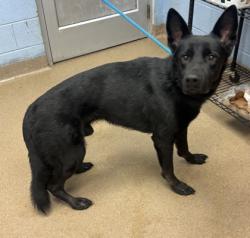 Shelter Stray Male Dog last seen Near Oakwood Village Ln, Chamblee, GA 30341, 30341, GA, 3280 Chamblee Dunwoody Rd, Chamblee, GA 30341, USA