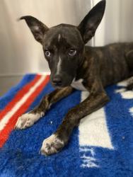 Shelter Stray Female Dog last seen Near Murphy Rd, New Bern,, 1639 Old Airport Rd, New Bern, NC 28562, USA